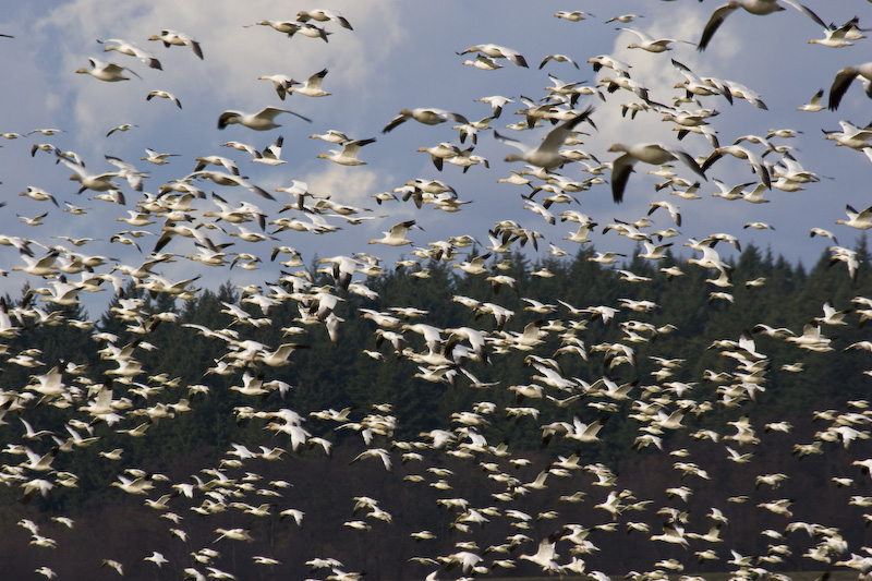 Snow Goose Flock In Flight